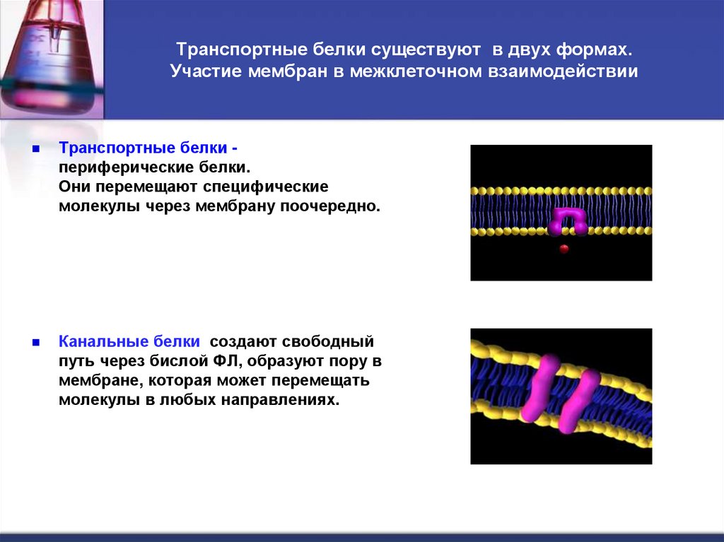 Транспортные белки существуют в двух формах. Участие мембран в межклеточном взаимодействии