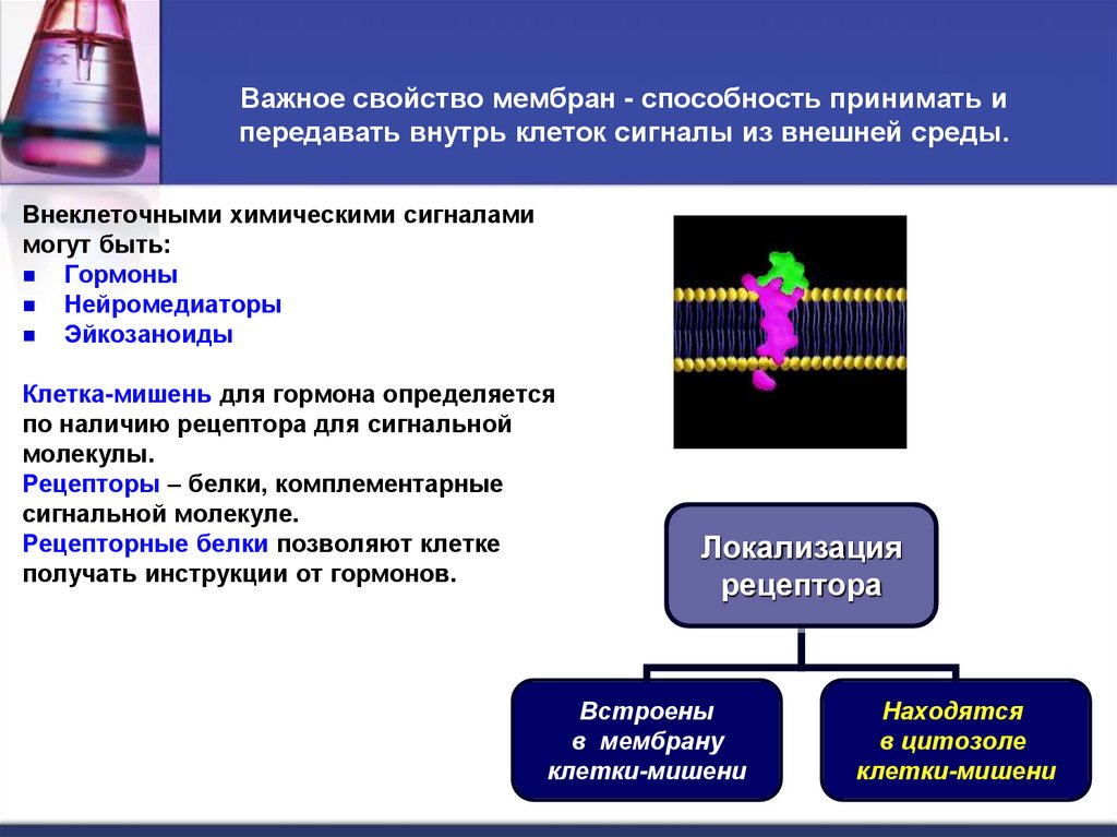 Важное свойство мембран - способность принимать и передавать внутрь клеток сигналы из внешней среды.