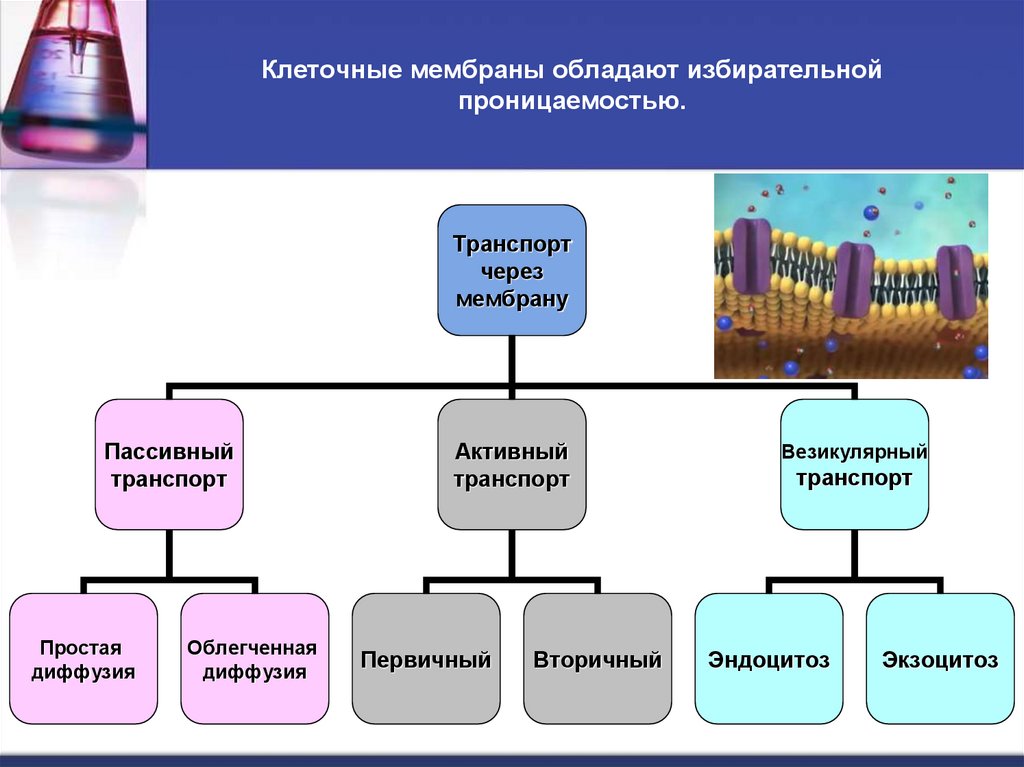 Клеточные мембраны обладают избирательной проницаемостью.