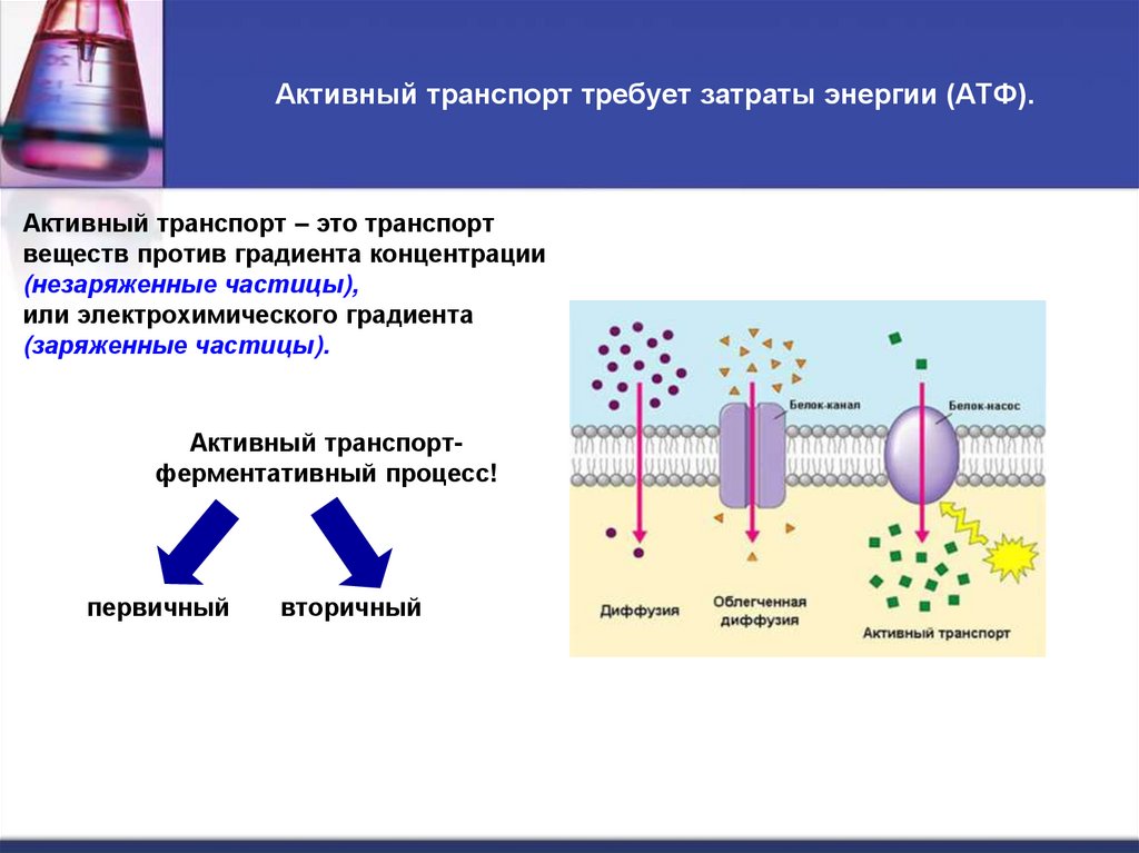 Активный транспорт требует затраты энергии (АТФ).