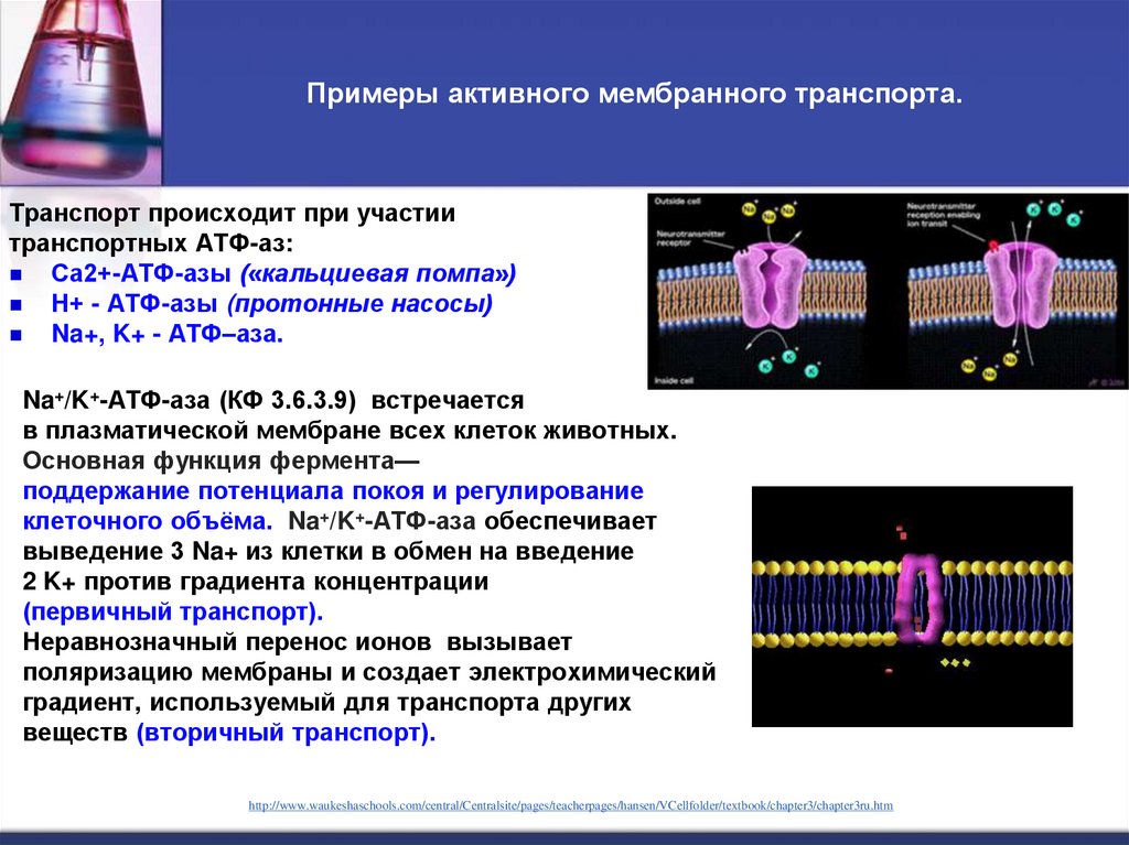 Примеры активного мембранного транспорта.