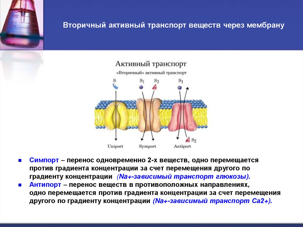 Вторичный активный транспорт веществ через мембрану