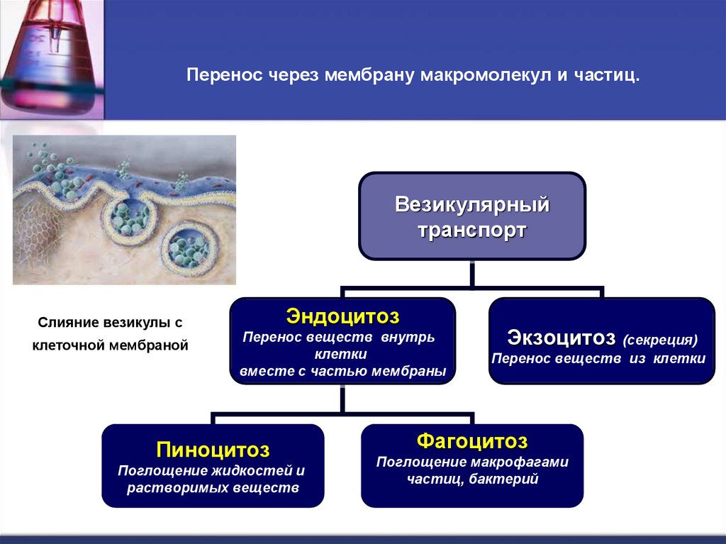 Перенос через мембрану макромолекул и частиц.