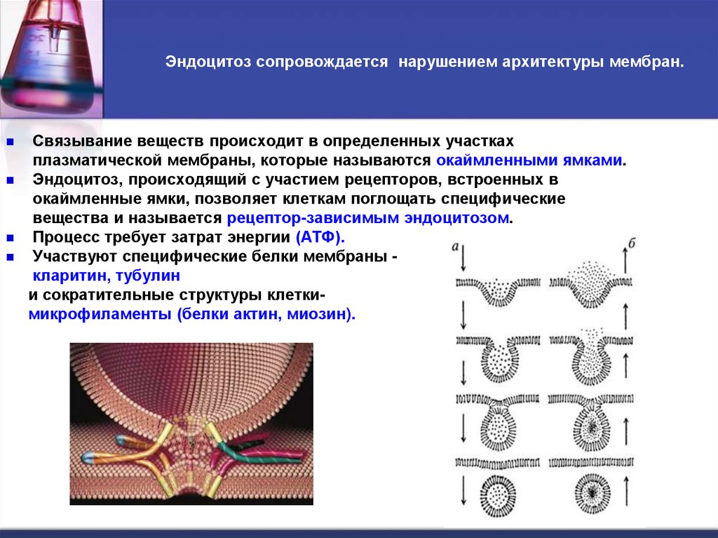   Эндоцитоз сопровождается нарушением архитектуры мембран.