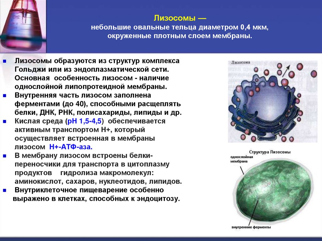 Лизосомы — небольшие овальные тельца диаметром 0,4 мкм, окруженные плотным слоем мембраны.