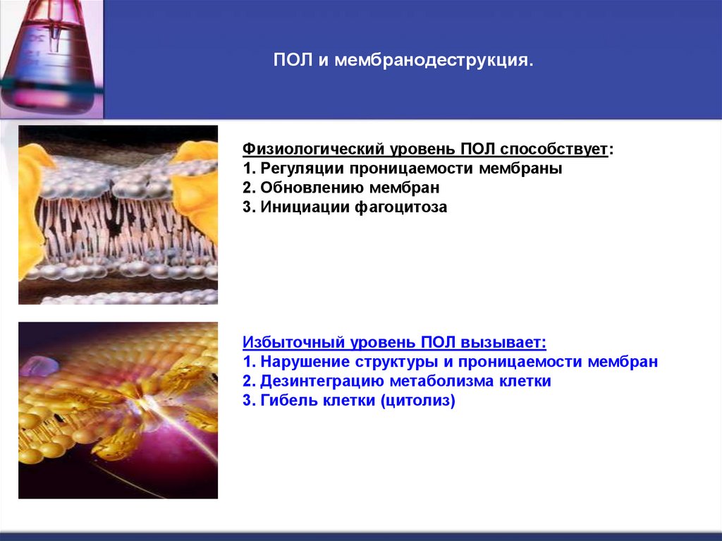 ПОЛ и мембранодеструкция.