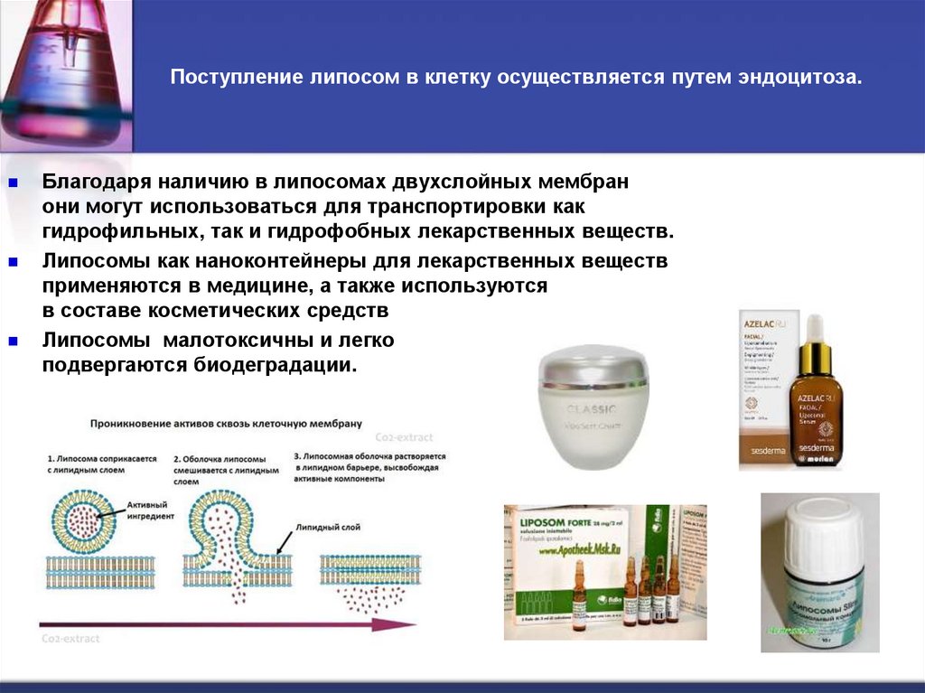 Поступление липосом в клетку осуществляется путем эндоцитоза.