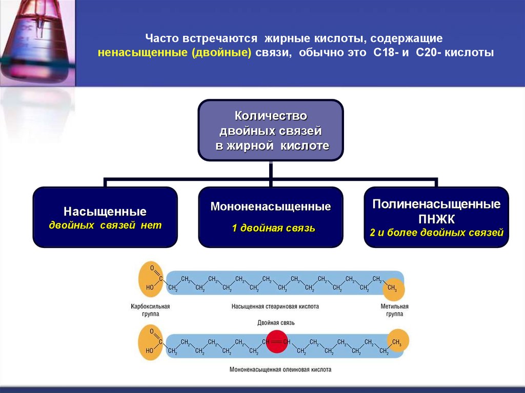 Часто встречаются жирные кислоты, содержащие  ненасыщенные (двойные) связи, обычно это С18- и С20- кислоты