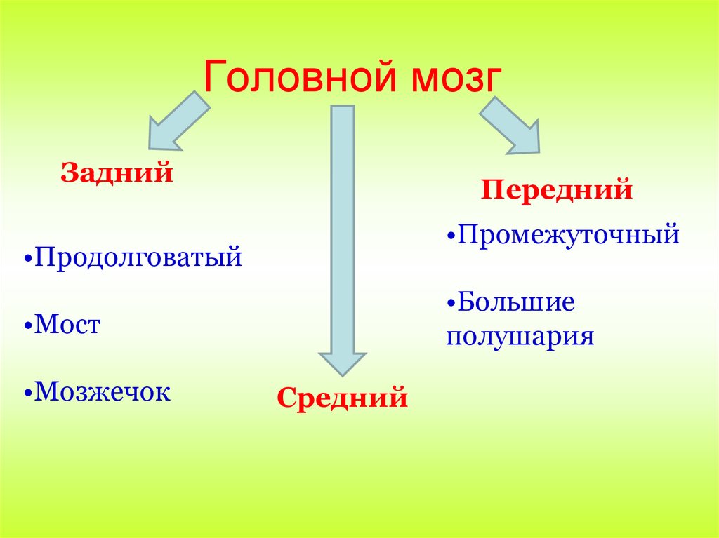 Головной мозг