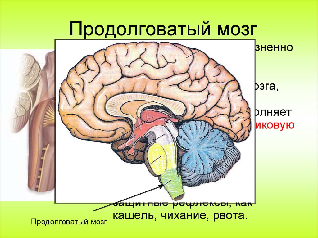Продолговатый мозг