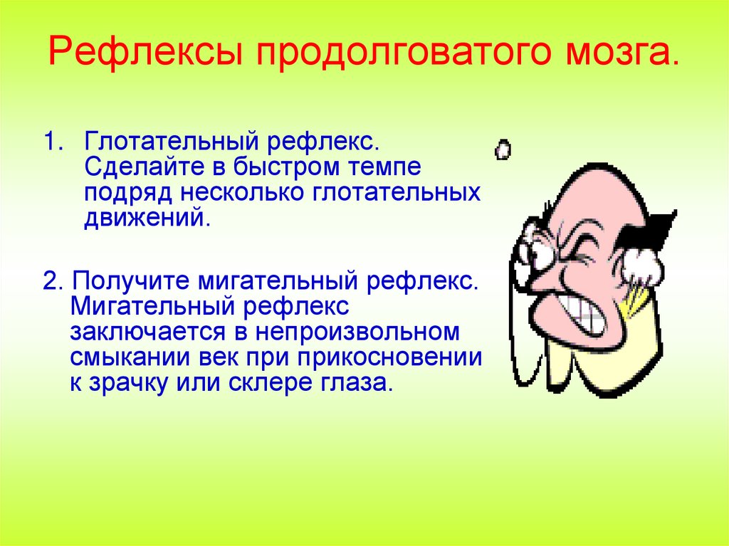 Рефлексы продолговатого мозга.