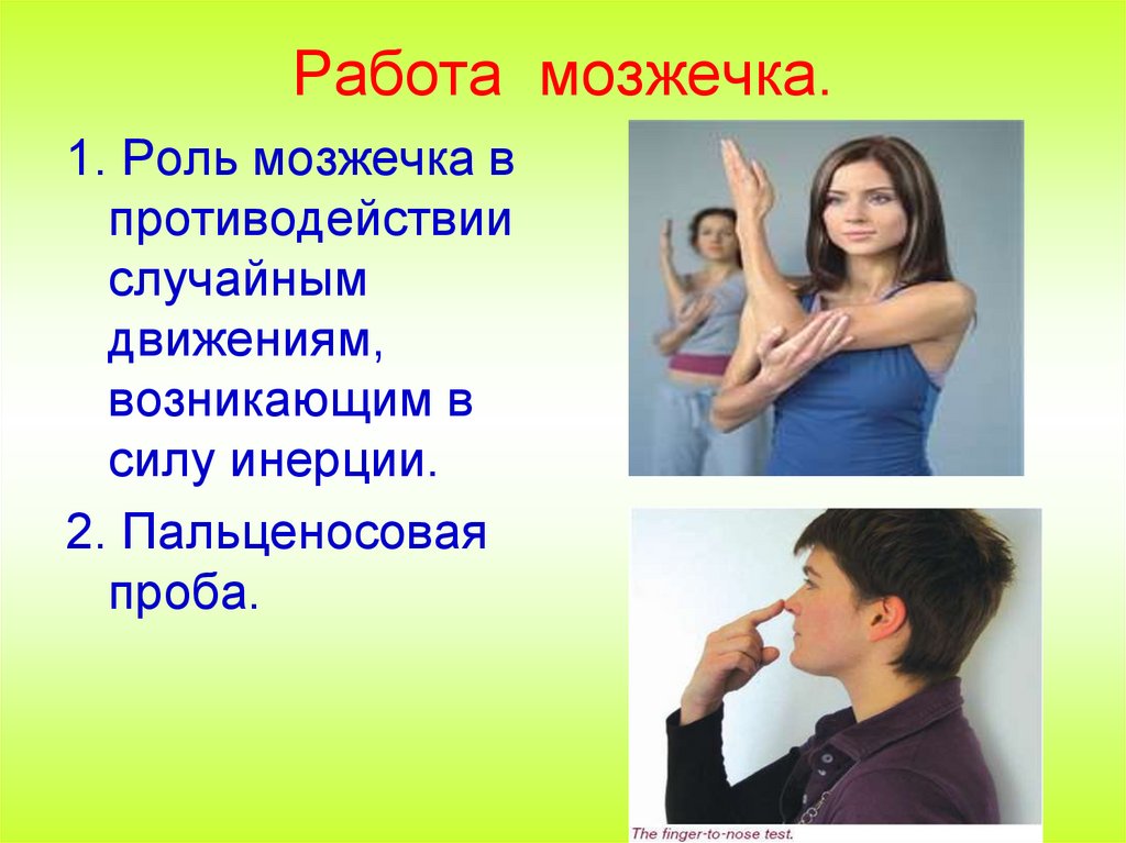 Работа мозжечка.