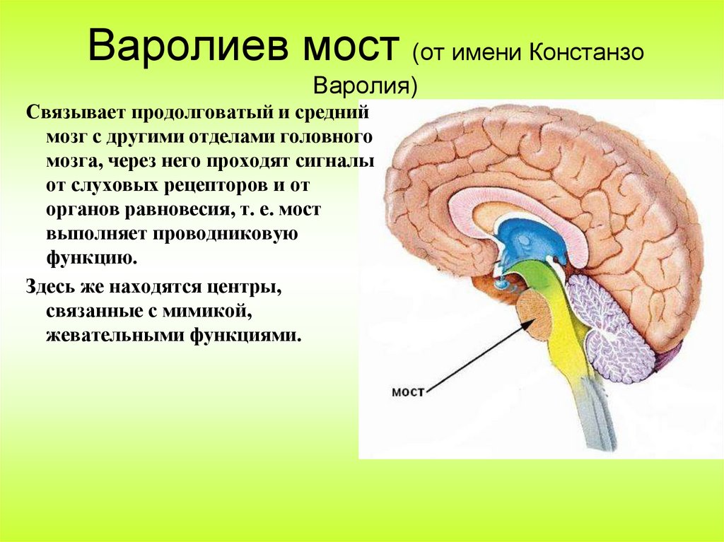 Варолиев мост (от имени Констанзо Варолия)