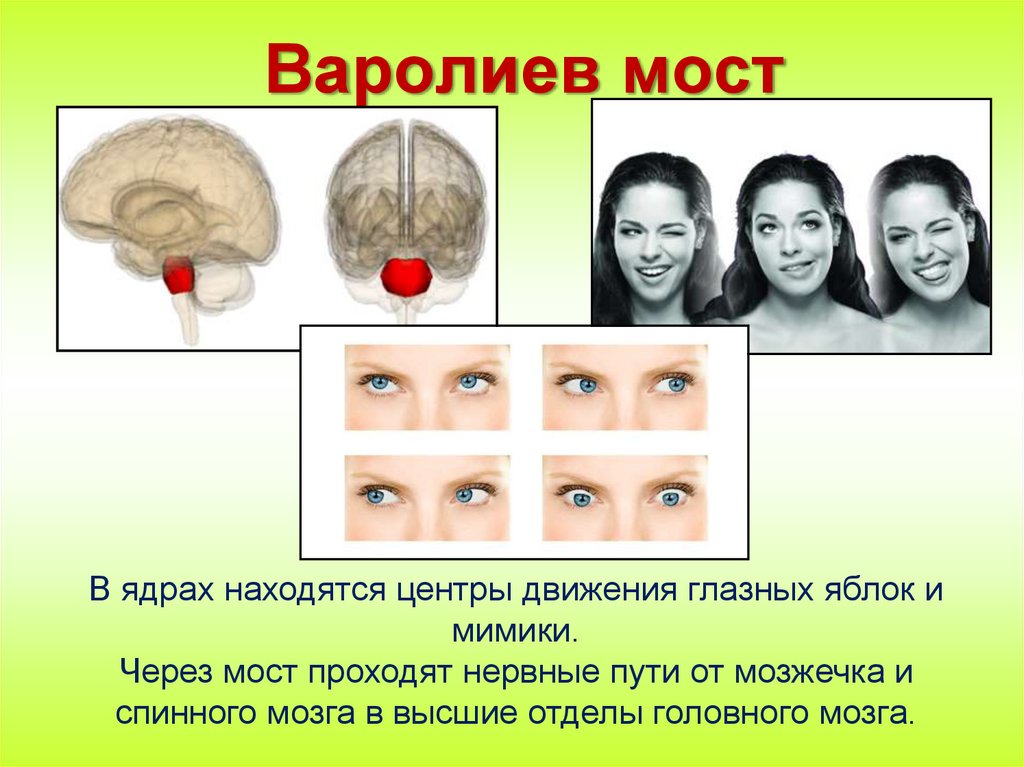 Варолиев мост