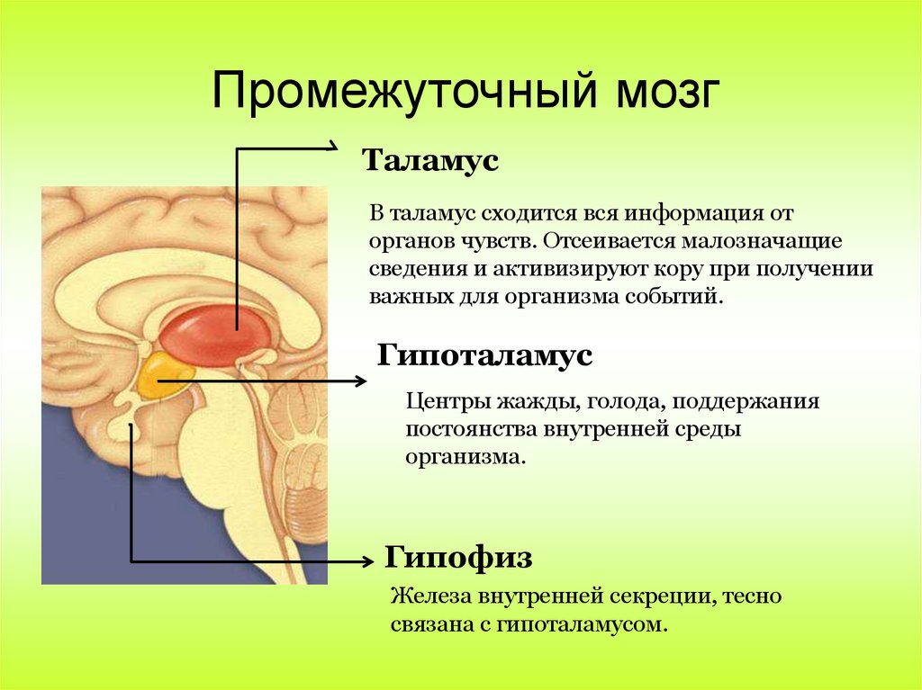 Работа среднего мозга.