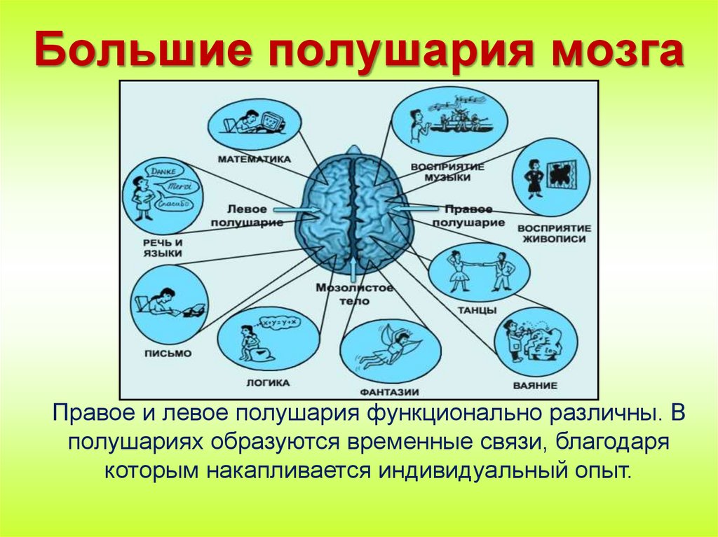Большие полушария мозга