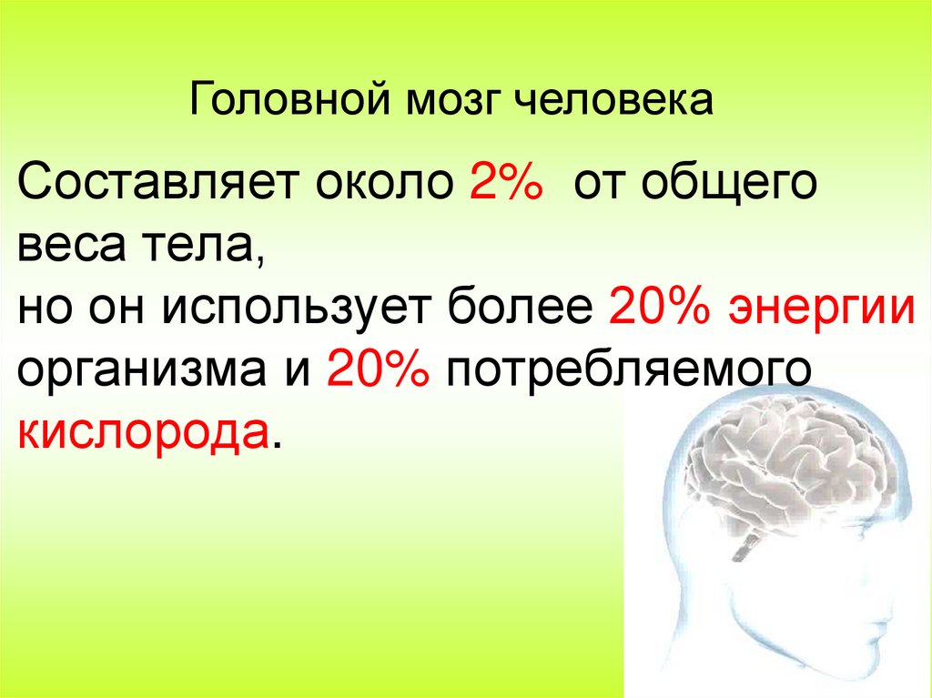 Составляет около 2% от общего веса тела, но он использует более 20% энергии организма и 20% потребляемого кислорода.