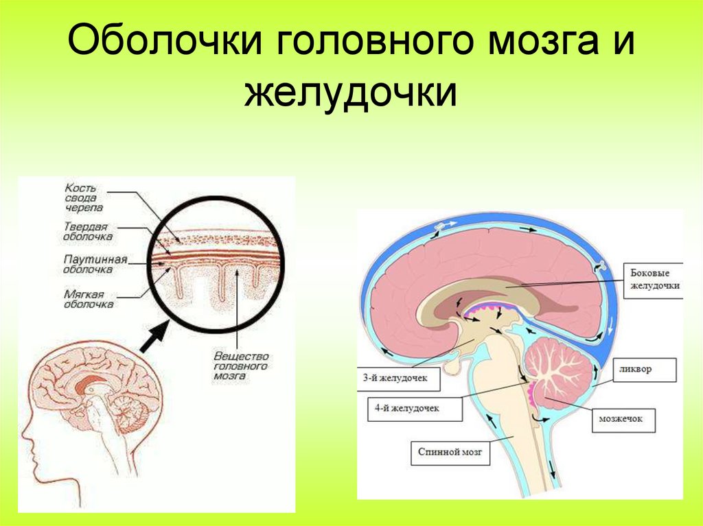 Оболочки головного мозга и желудочки