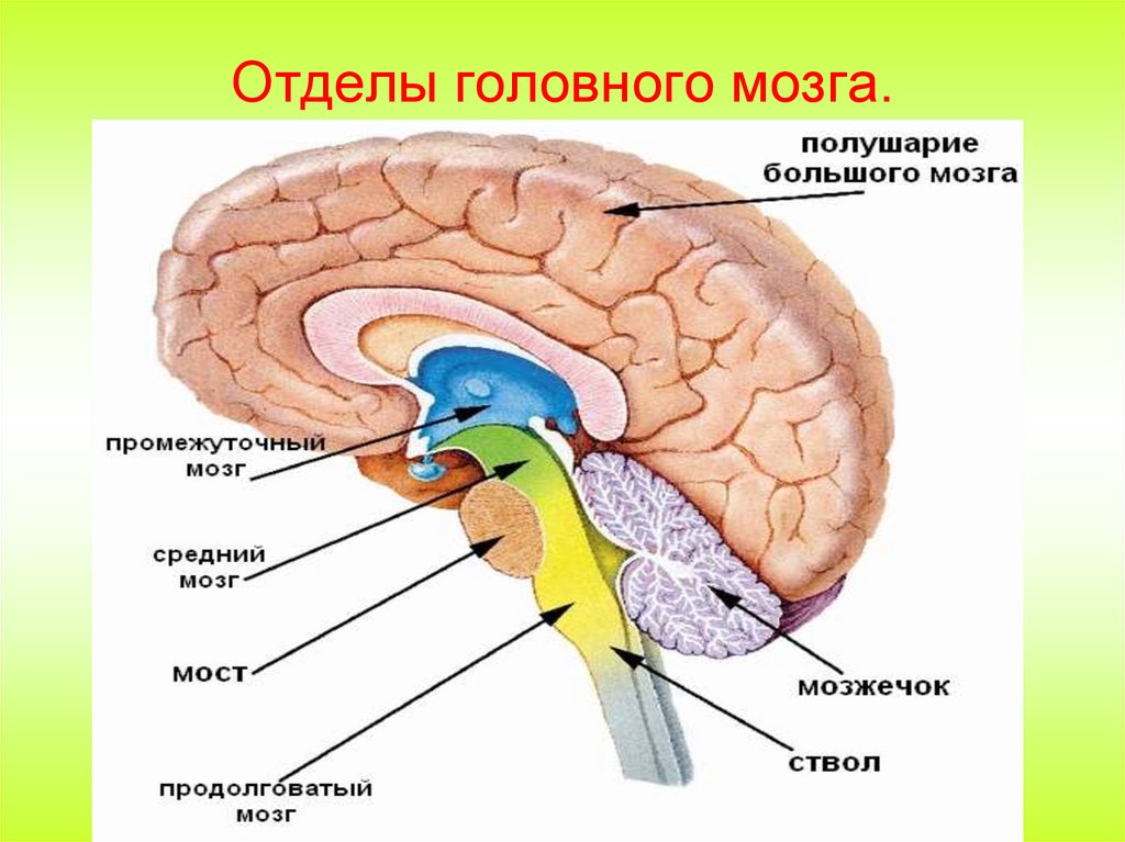 Отделы головного мозга.