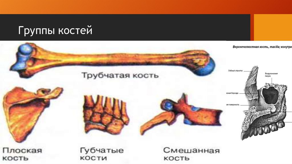 Группы костей