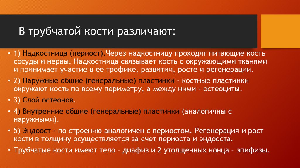 В трубчатой кости различают: