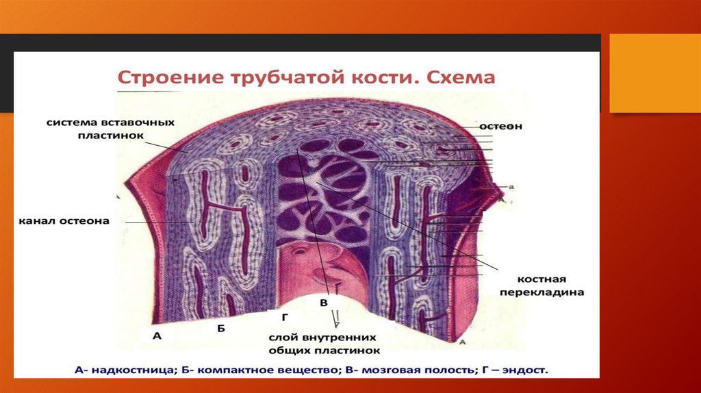 Строение трубчатой кости