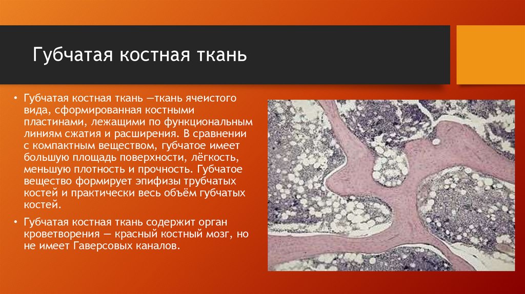 Губчатая костная ткань