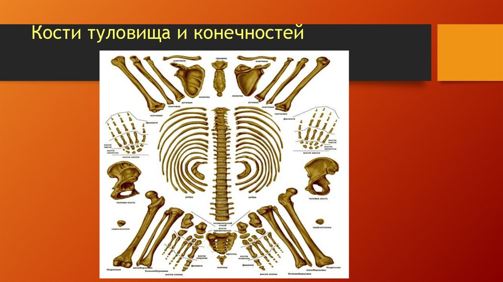 Кости туловища и конечностей