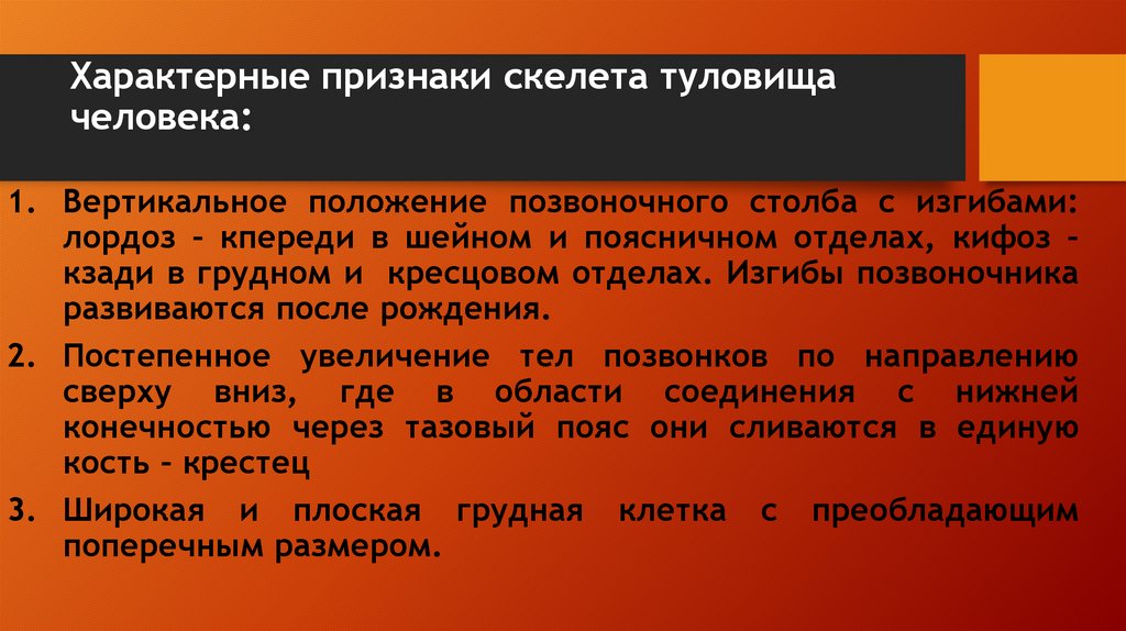 Характерные признаки скелета туловища человека: