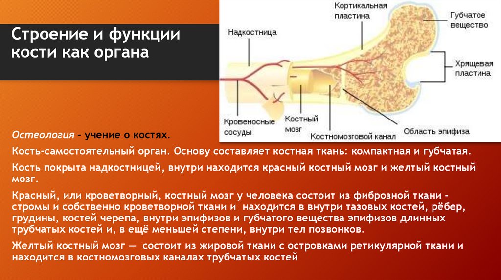 Строение и функции кости как органа