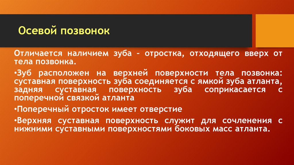 Осевой позвонок