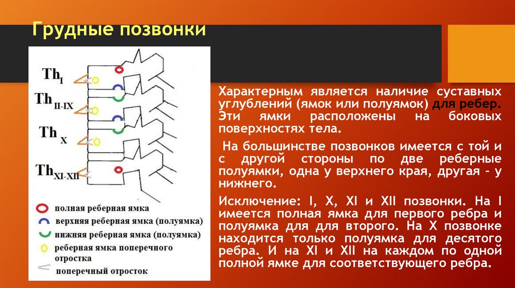 Грудные позвонки