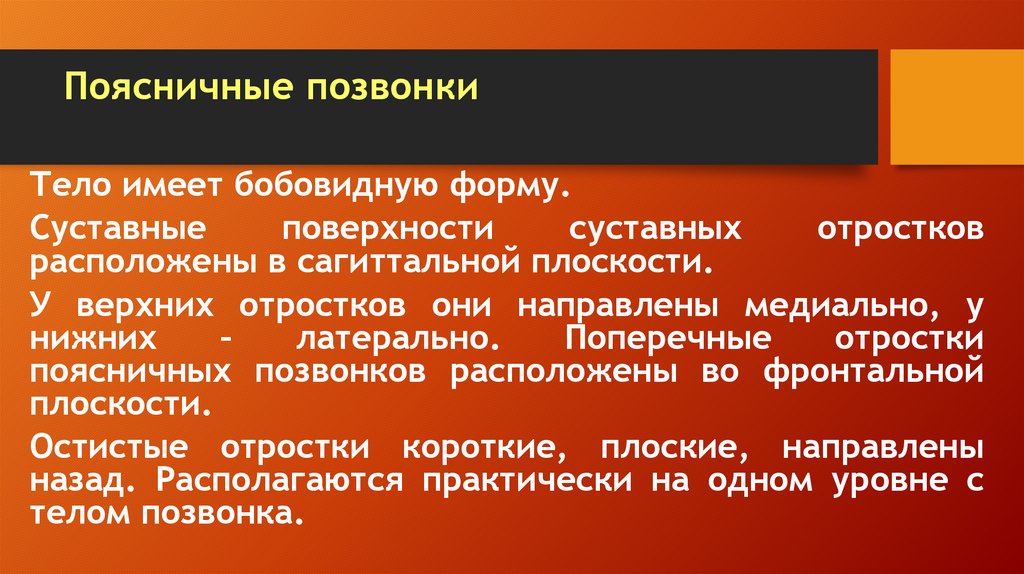 Поясничные позвонки