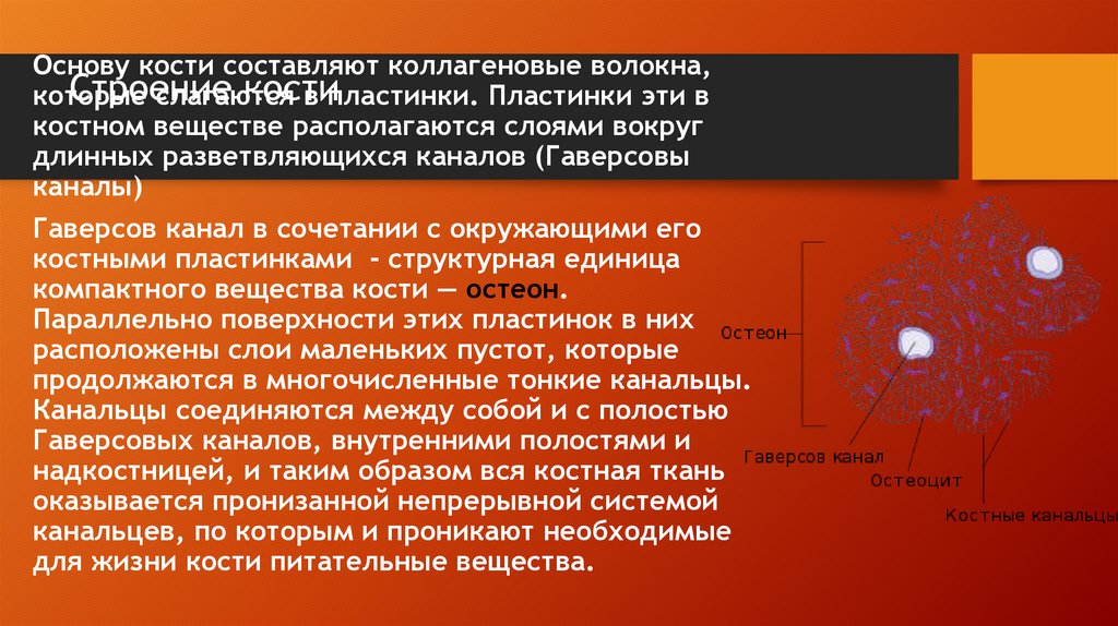 Строение кости