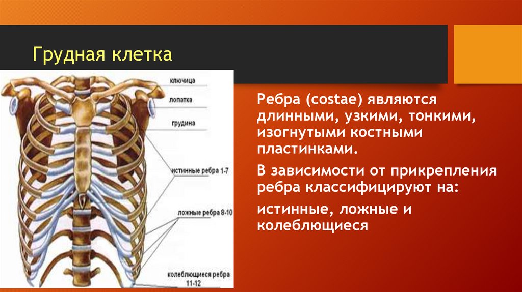 Грудная клетка