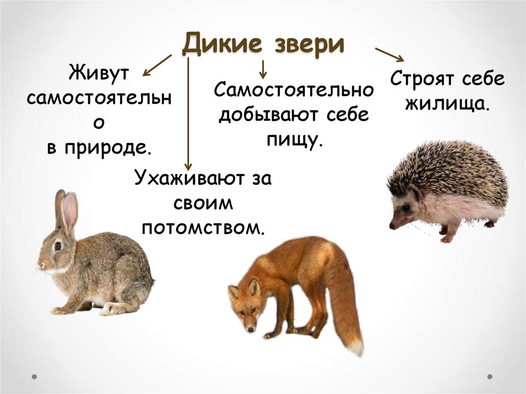 Дикие звери