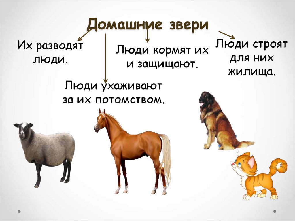 Домашние звери