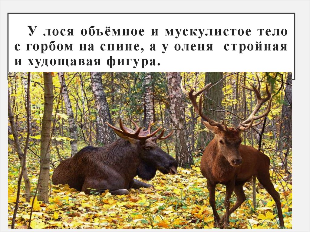 У лося объёмное и мускулистое тело с горбом на спине, а у оленя стройная и худощавая фигура.
