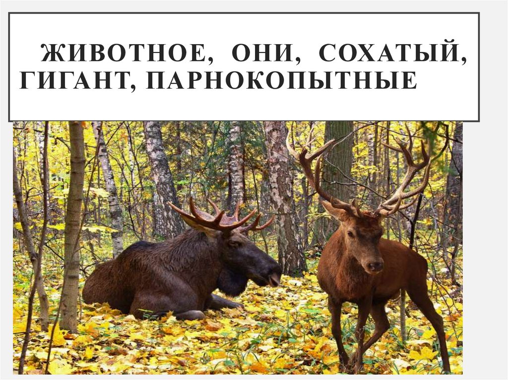 животное, они, сохатый, гигант, парнокопытные