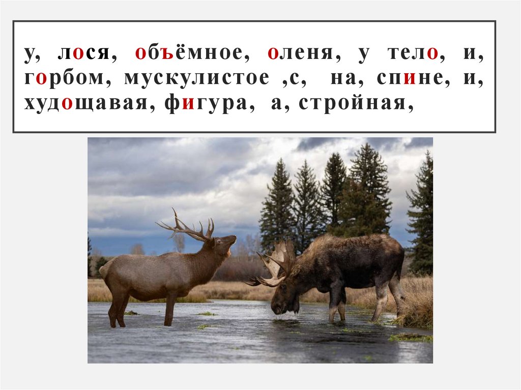 у, лося, объёмное, оленя, у тело, и, горбом, мускулистое ,с, на, спине, и, худощавая, фигура, а, стройная,