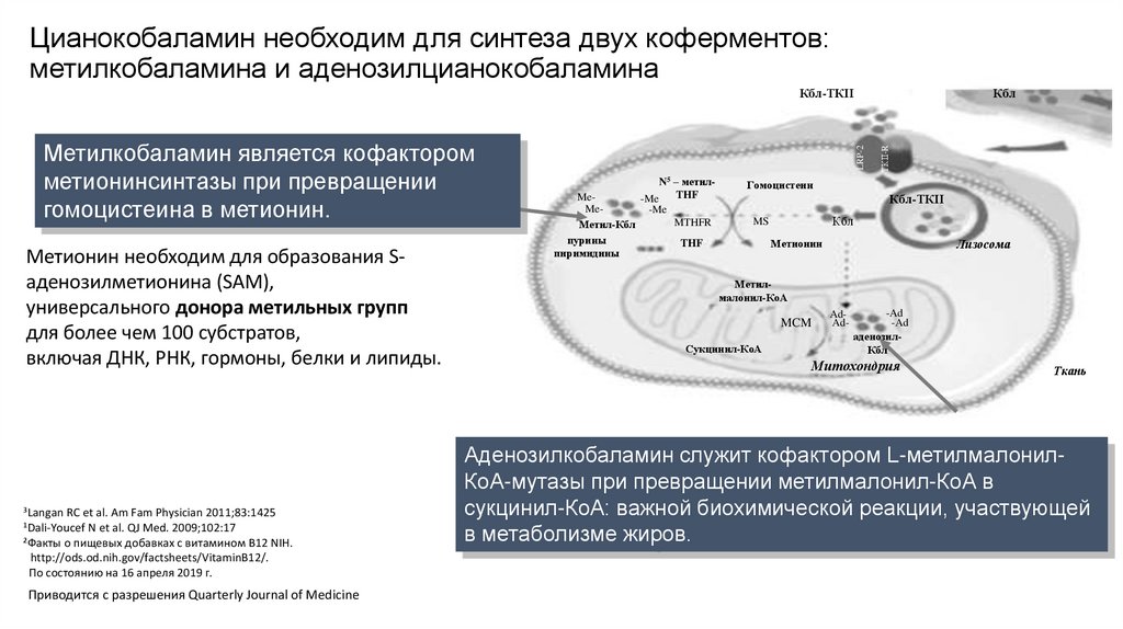Цианокобаламин необходим для синтеза двух коферментов: метилкобаламина и аденозилцианокобаламина
