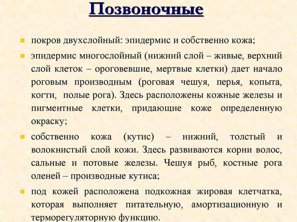 Позвоночные