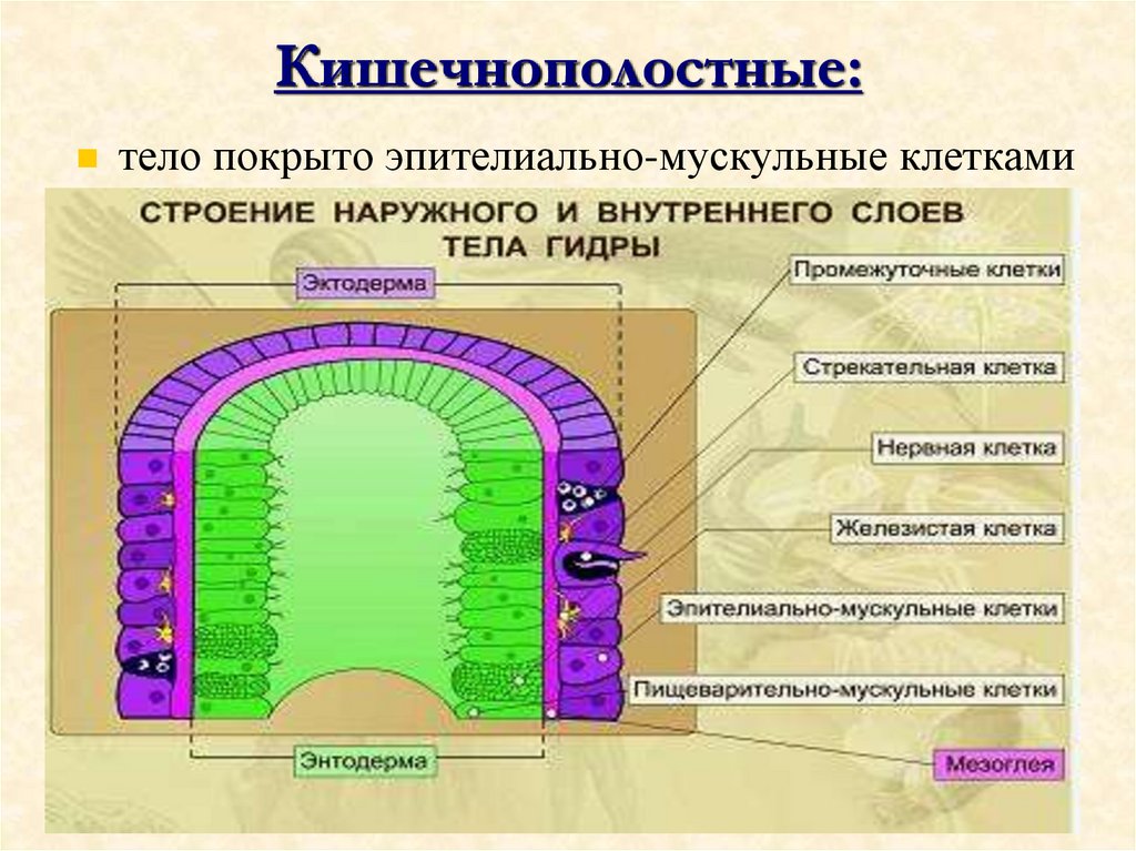 Кишечнополостные: