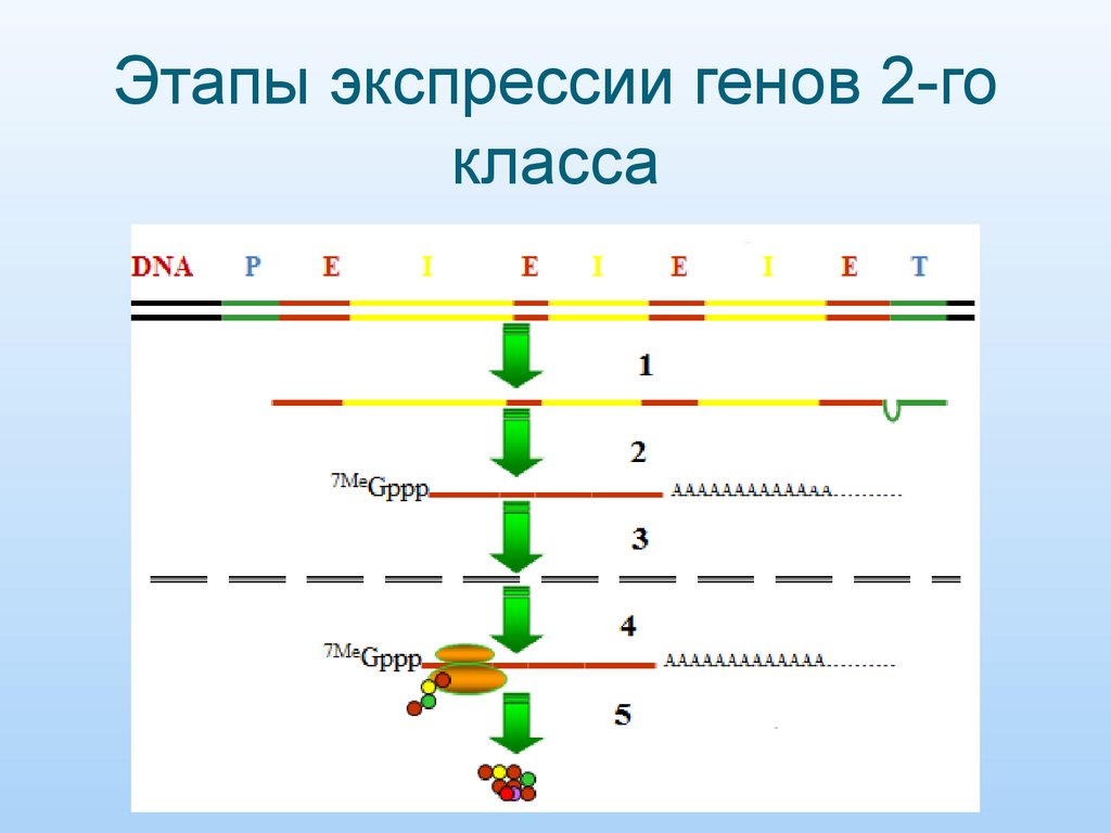 Этапы экспрессии генов 2-го класса
