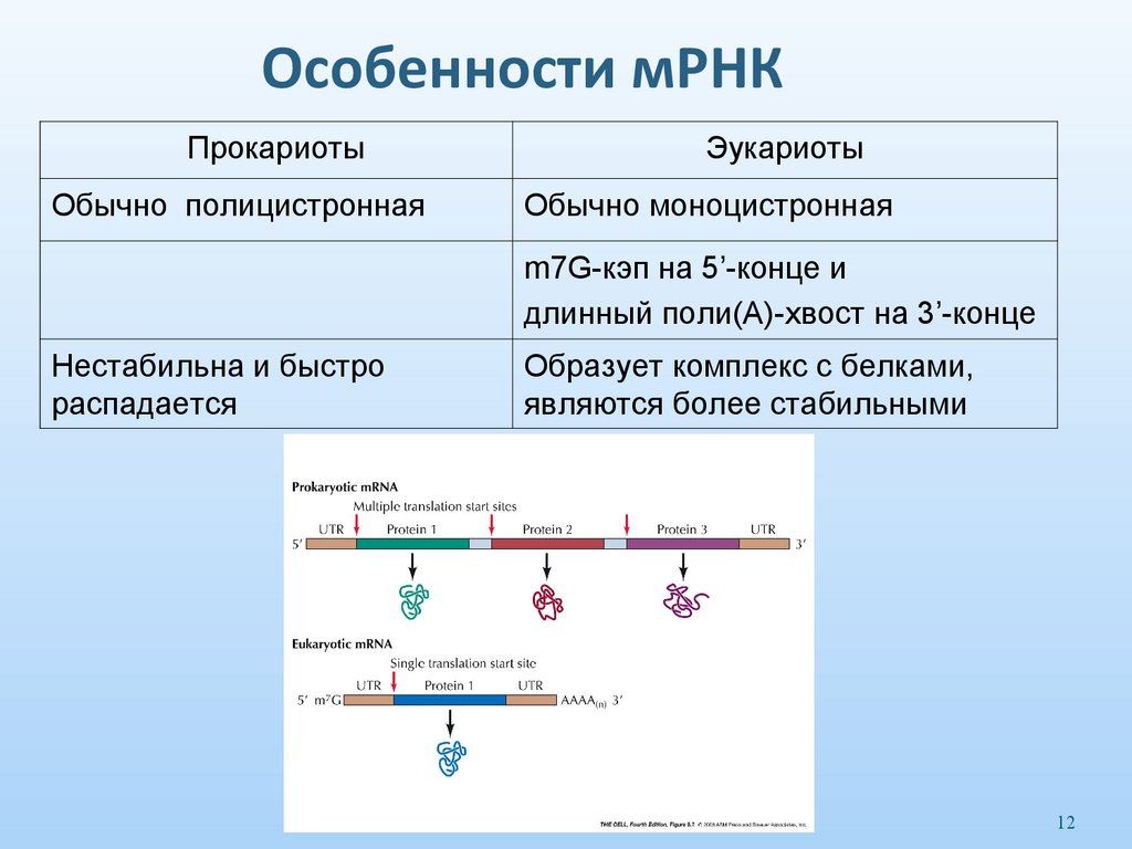 Особенности мРНК