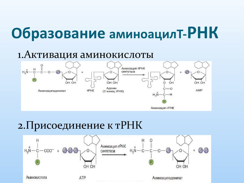 Образование аминоацилТ-РНК
