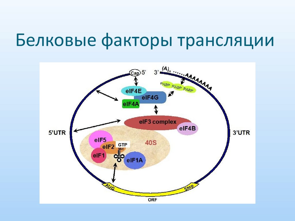 Белковые факторы трансляции