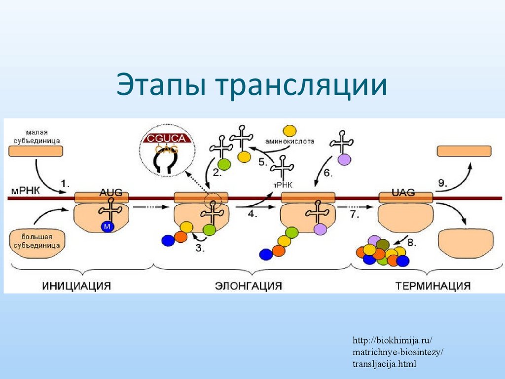 Этапы трансляции
