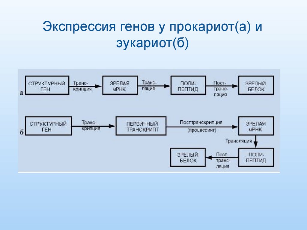 Экспрессия генов у прокариот(a) и эукариот(б)