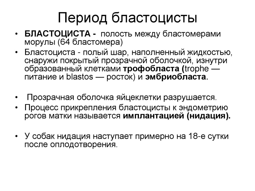 Период бластоцисты